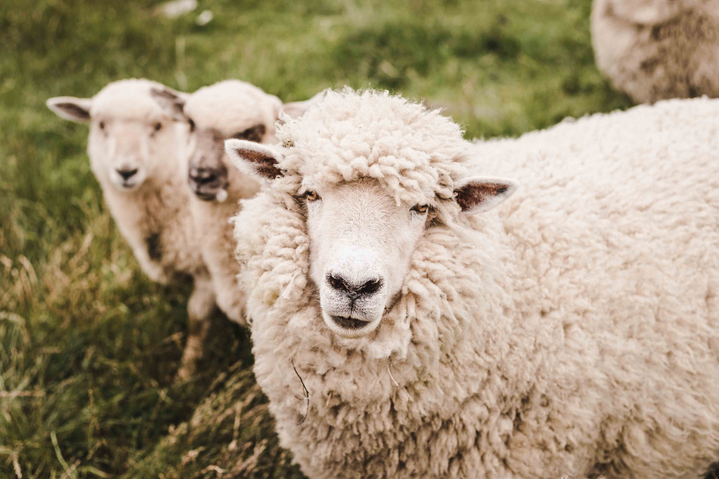 Woolfi